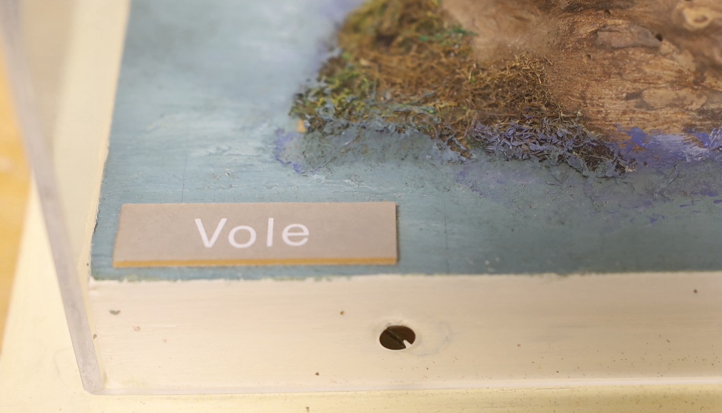 A taxidermy vole in Perspex case and museum crate